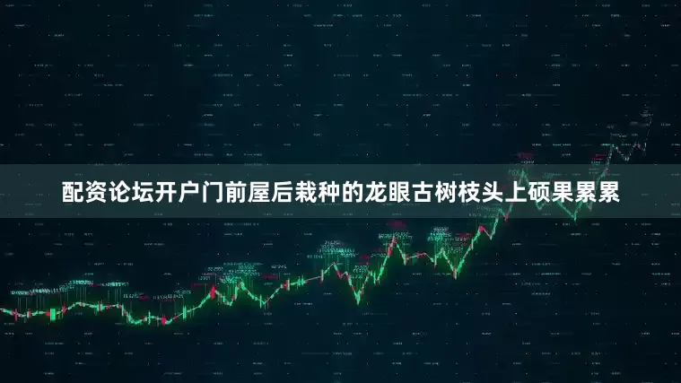 配资论坛开户门前屋后栽种的龙眼古树枝头上硕果累累